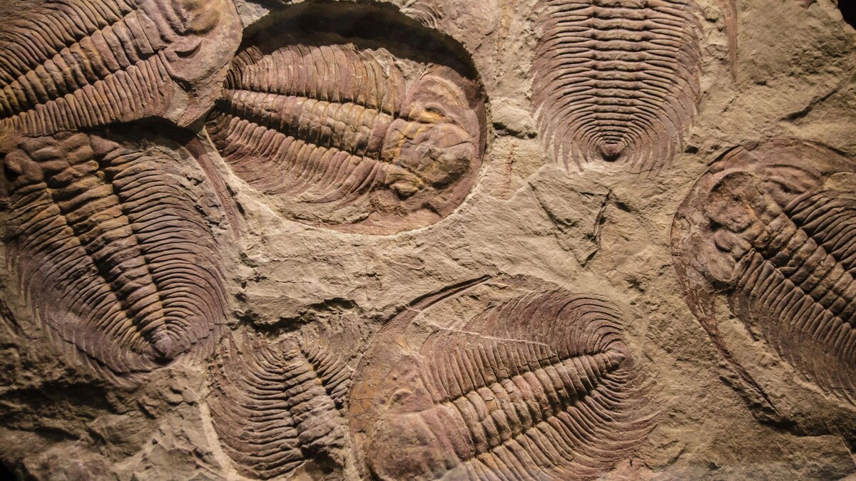    Фото: Abrilla/Shutterstock/Fotodom