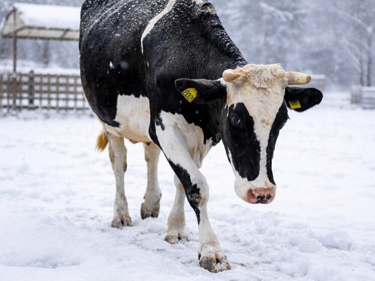     Фото: МК Серпухов/сгенерировано нейросетью