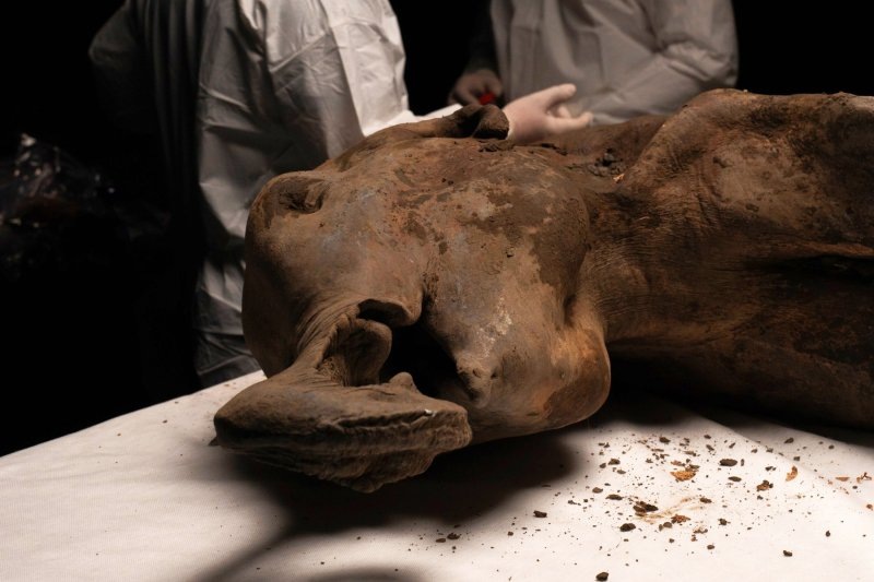Аутопсия мамонтенка Яны Ulus.Media  📷
