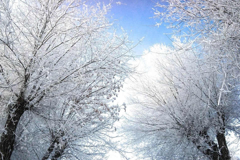    Ветер – западного направления Яна Вежлева