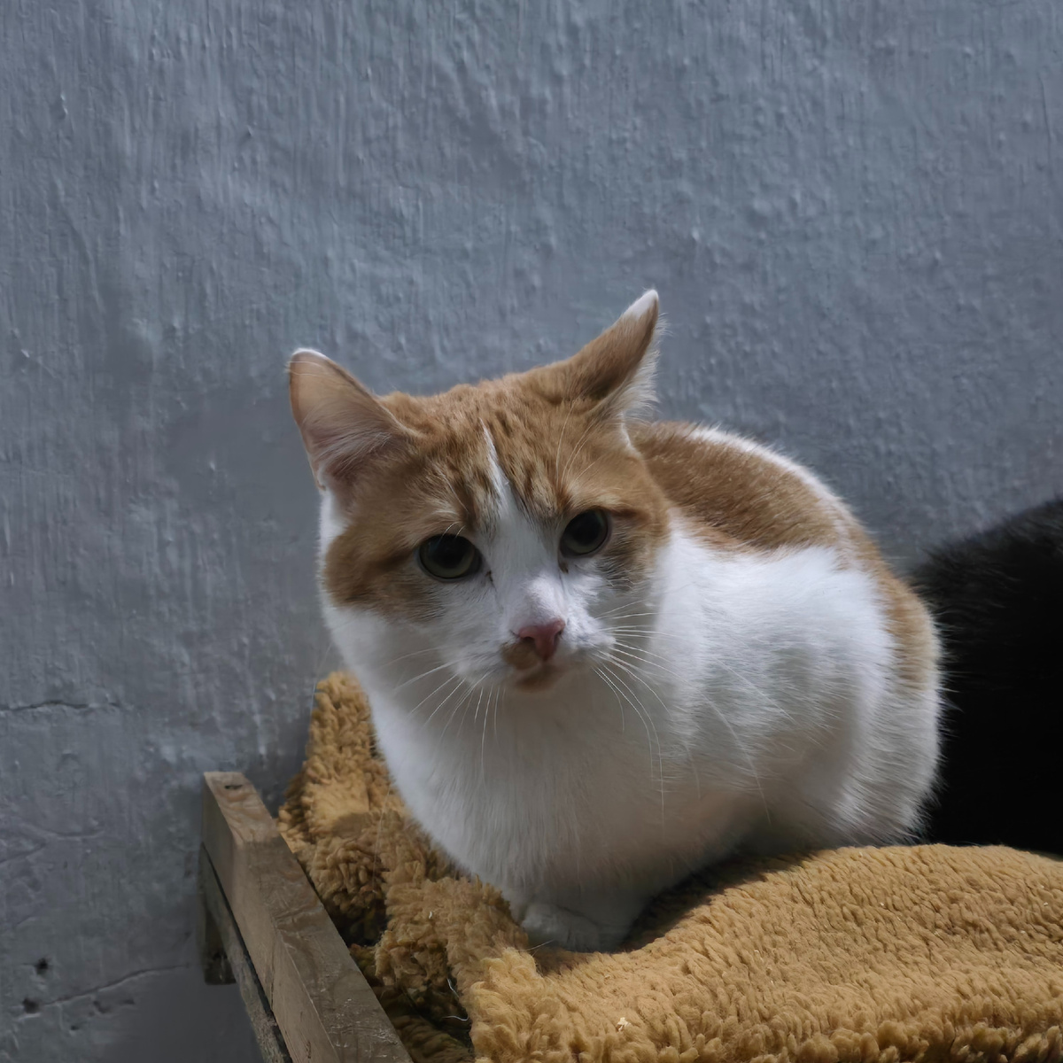 Орион смотрит с надеждой на завтра