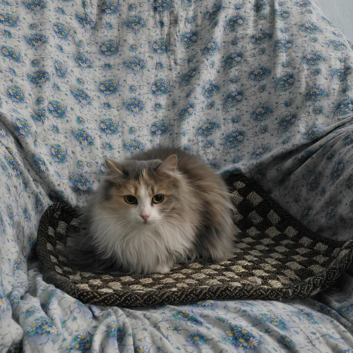 Сима прячется от мира