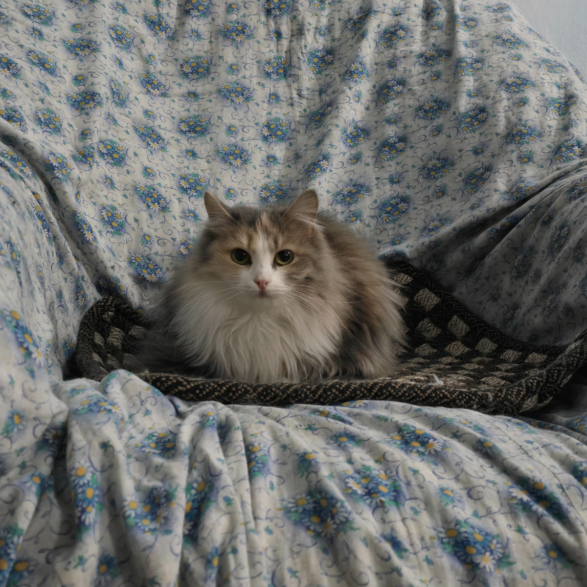 Взгляд полный тоски и ожидания