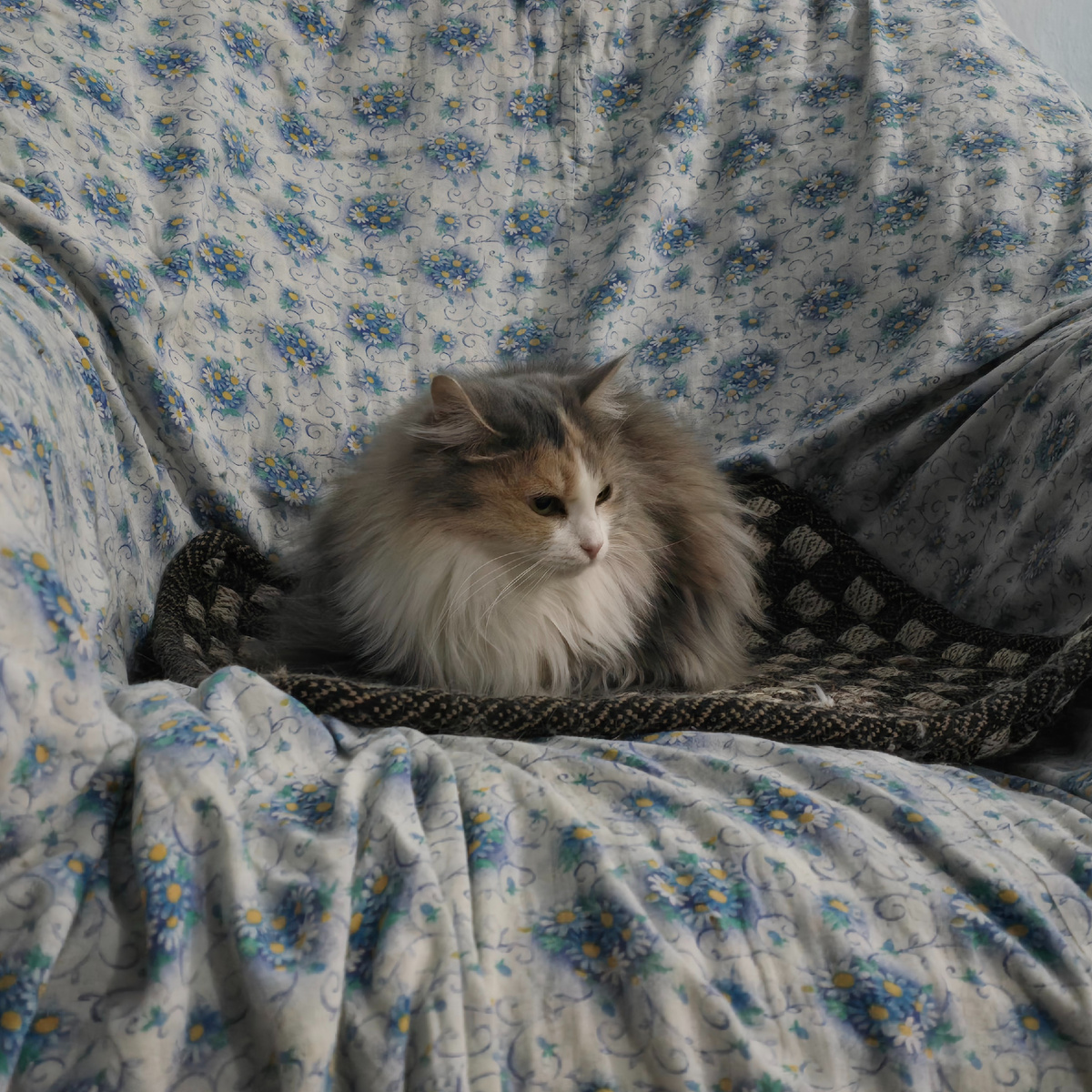 Осторожность и робкое любопытство