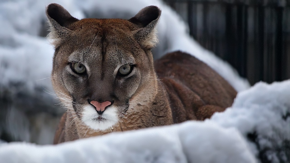    Фото: Новосибирский зоопарк