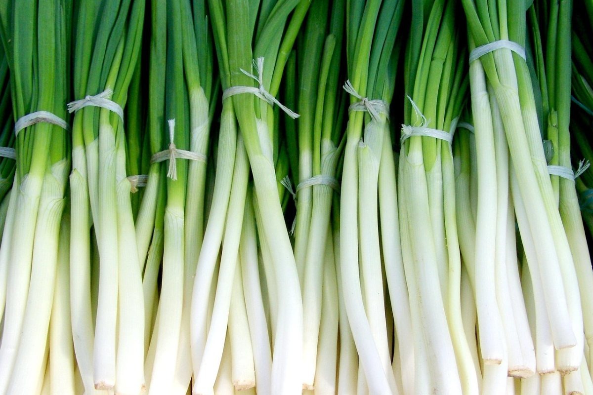    Фото: ArmbrustAnna / Pixabay.com