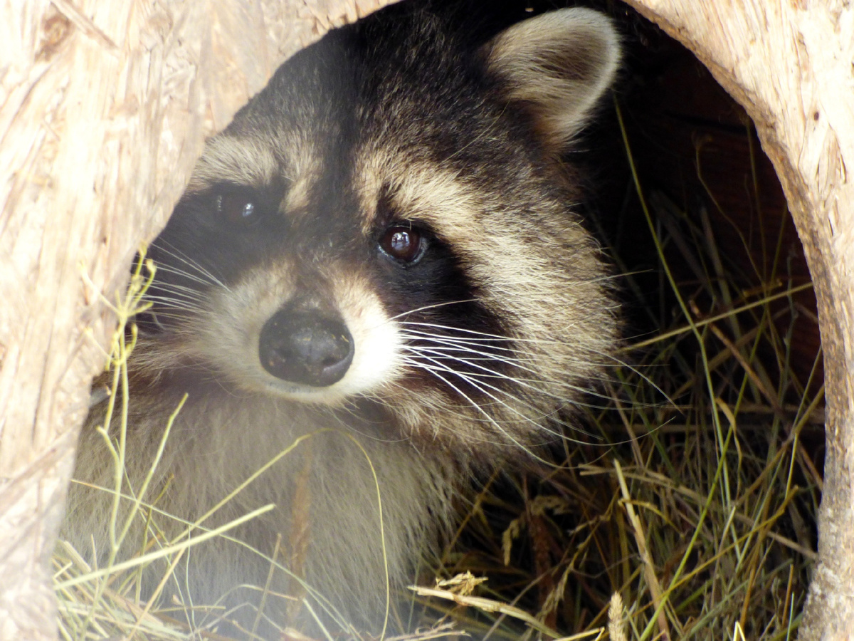 vk.com/zooparkabakan