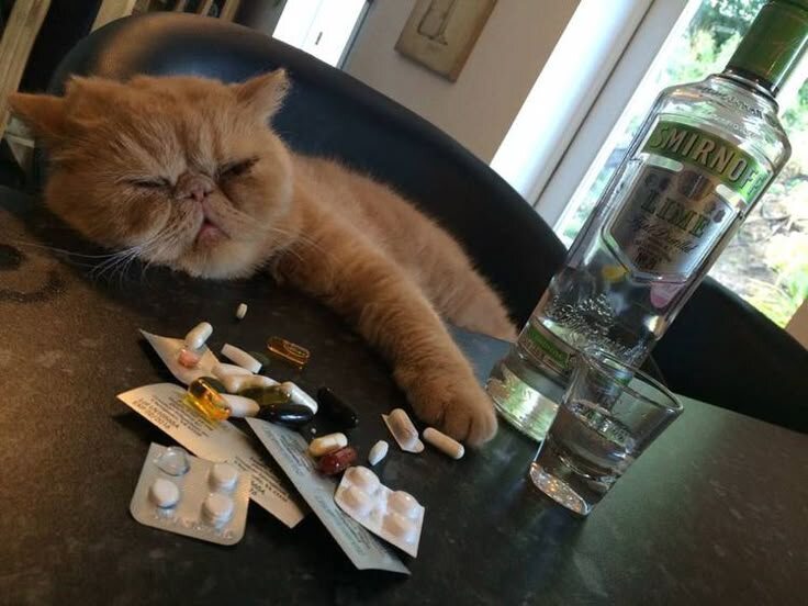 источник Яндекс