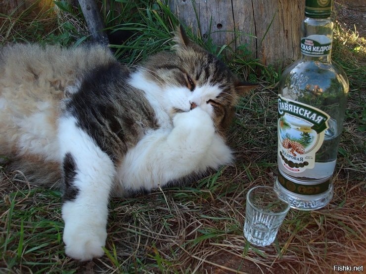 источник Яндекс