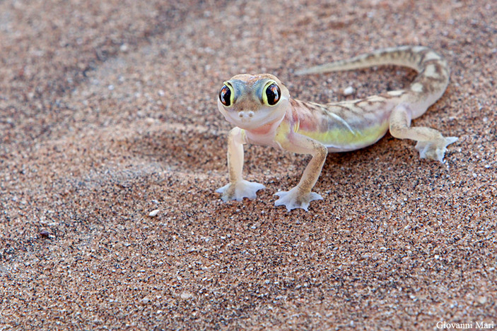 Сама милота!!!!