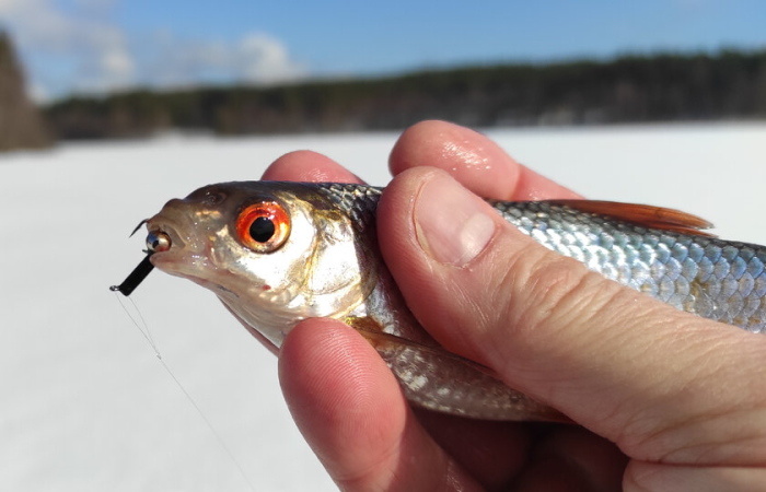Гвоздешарик: секреты уловистой безмотылки для зимней рыбалки