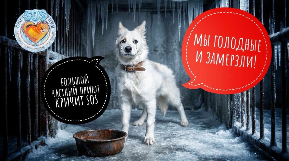 Животные заледянели и голодные, помогите НАМ, пожалуйста...