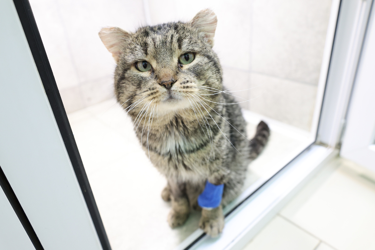 Нам очень нужна всевозможная помощь, в частном приюте 500 животных!