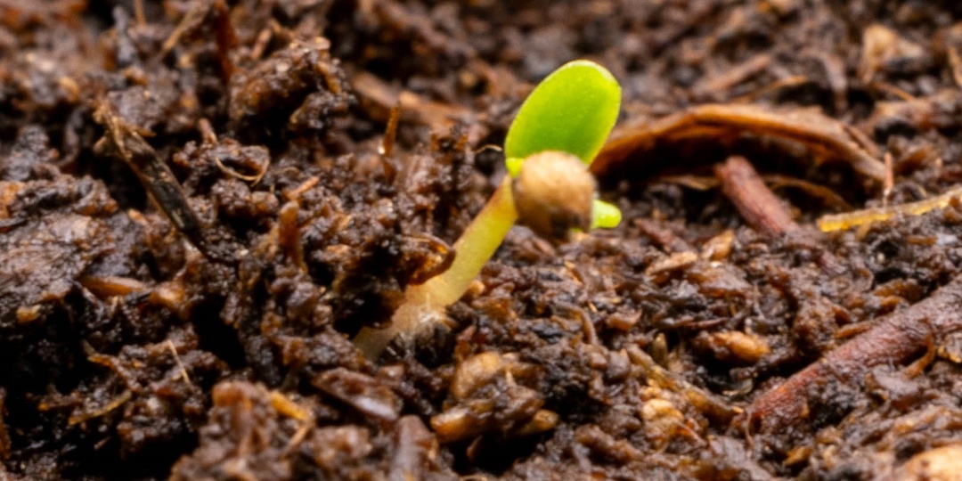 Гигантская земляника - первый пошел.