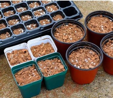 Посев цветов на рассаду: как не погубить семена в первые 10 дней