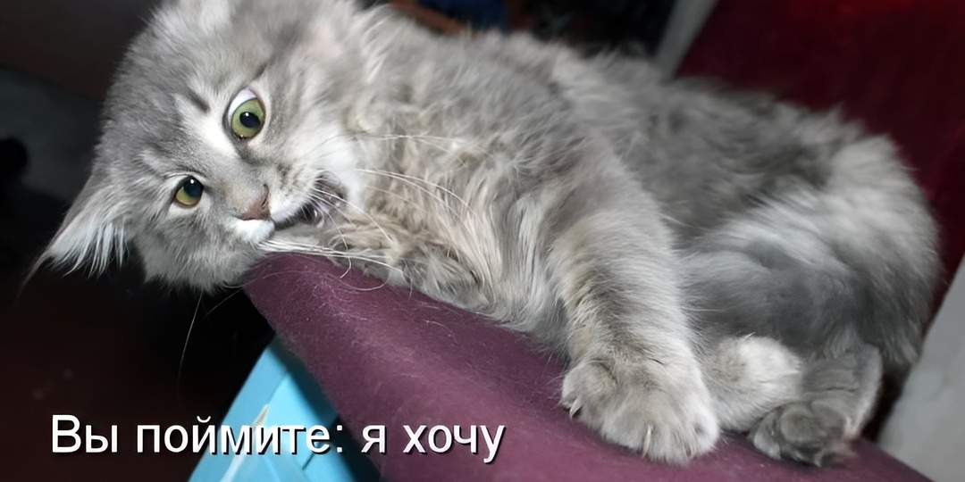 Мемы с котиками для отличного настроения: 15 самых смешных от Василисы