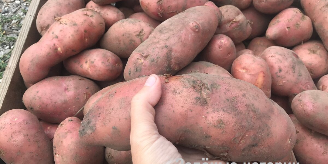 Колорадского жука у нас не видели уже 10 лет — что я делаю при посадке картошки