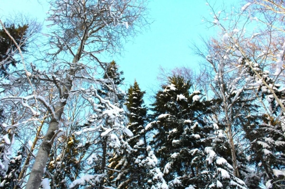    В Красноярске на новой рабочей неделе ожидаются 30-градусные морозы