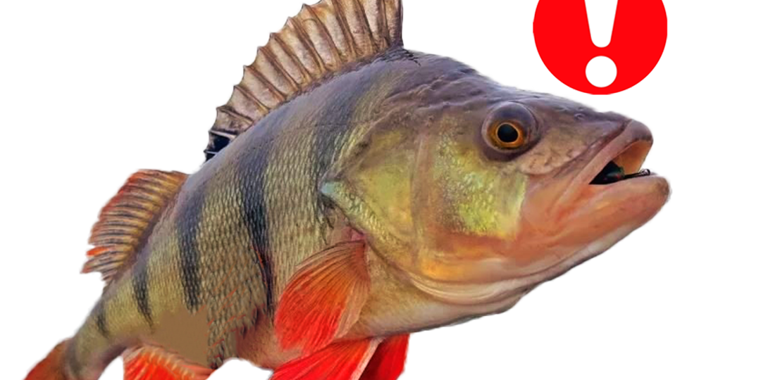 Как быстро наловить окуня. Спиннинг, мини джиг, ультралайт