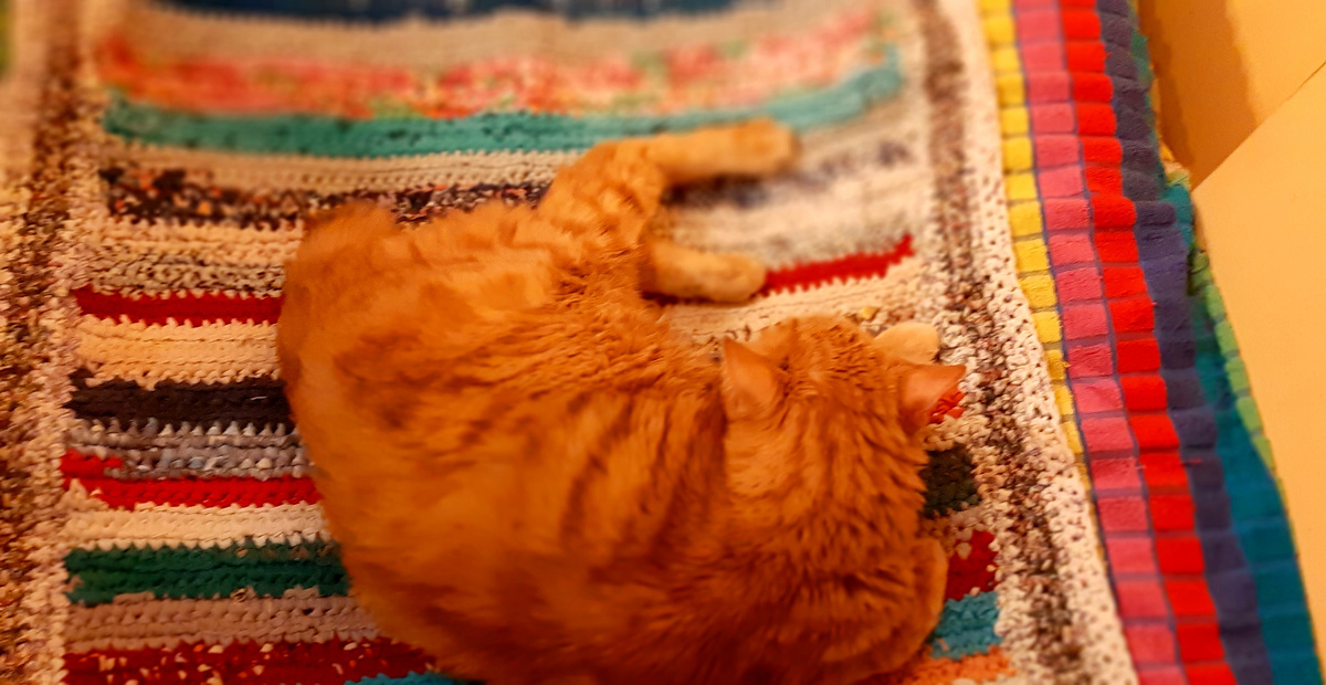 Бакс на своем любимом коврике.