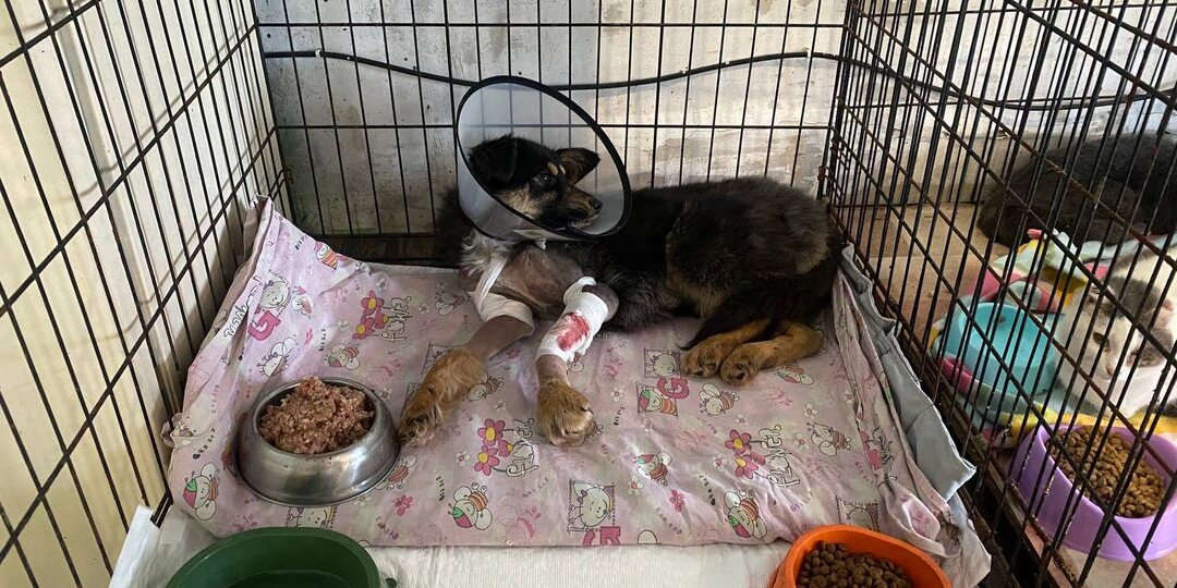 Лилу и Яша. Что сделано и что предстоит.