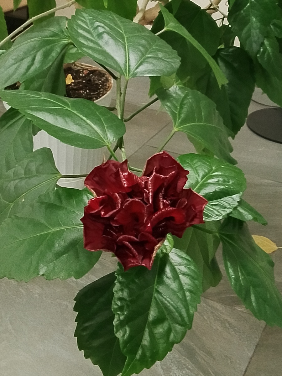 Просто красивый цветок, 