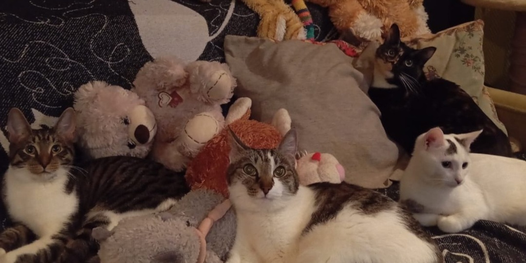 С мурчанием, сладким сном и обнимашками