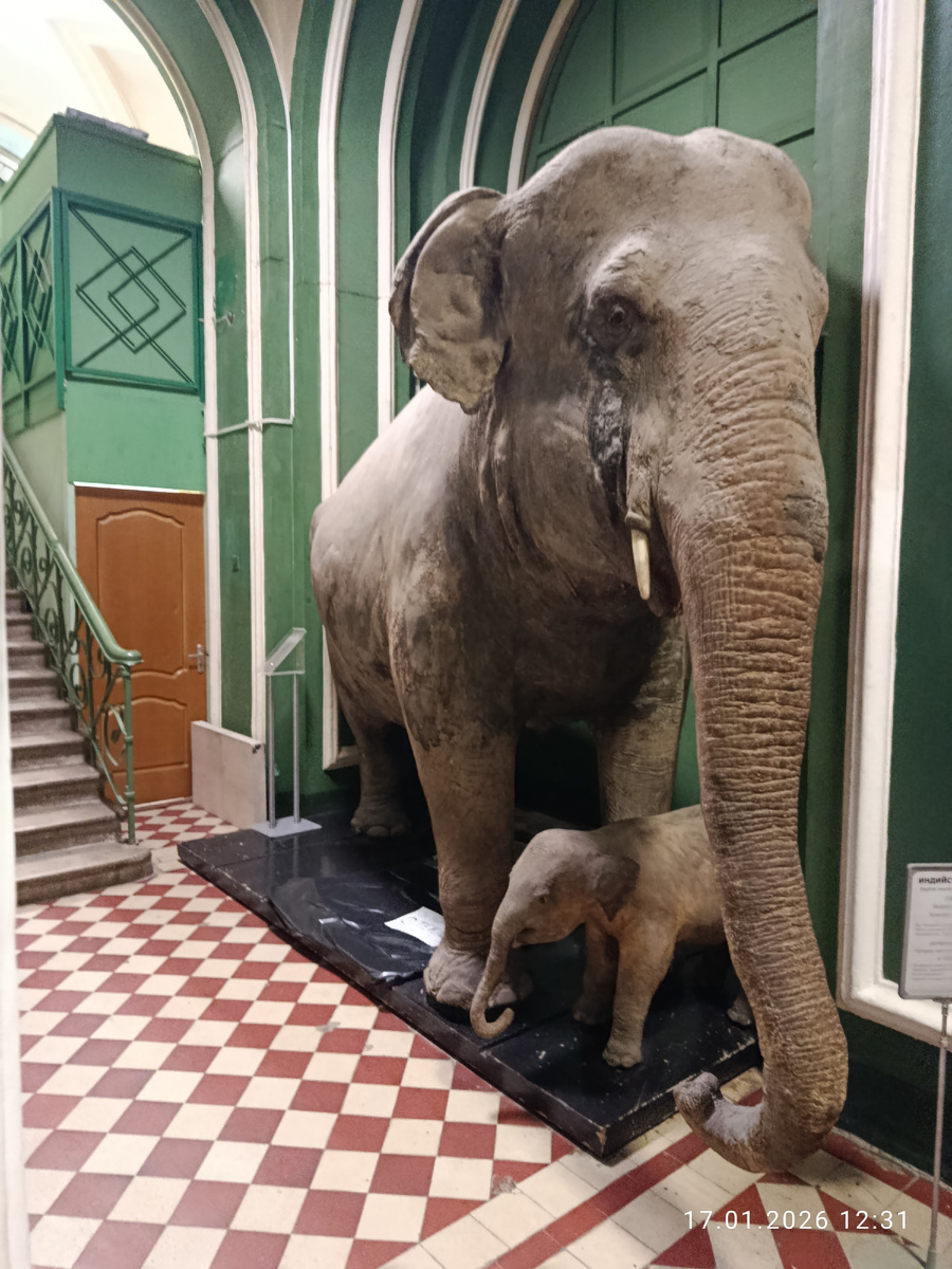 Слониха Молли, родилась в 1913 году. В СССР привезена в 1933  году. С 1946 по 1954 гг жила в Московском зоопарке, родила двоих детенышей. Умерла в возрасте 41 года.