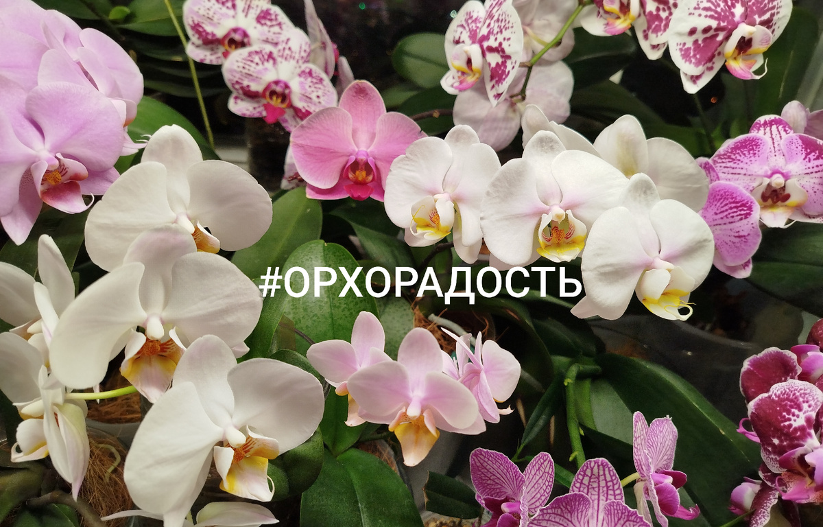Орхидеи фаленопсис  фото коллекция орхорадость
