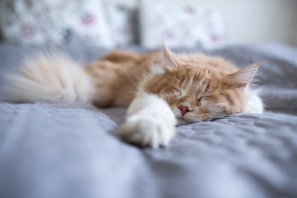 Фото с сайта: https://www.aol.co.uk/sleeping-maine-coon-dreams-eating-184919164.html