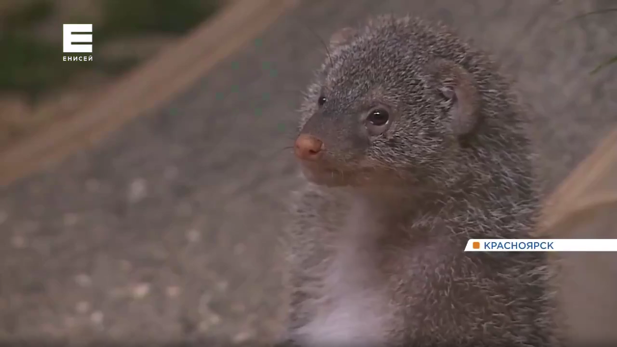     Рассказываем, как питомцы красноярского «Роева ручья» переносят сильные холода