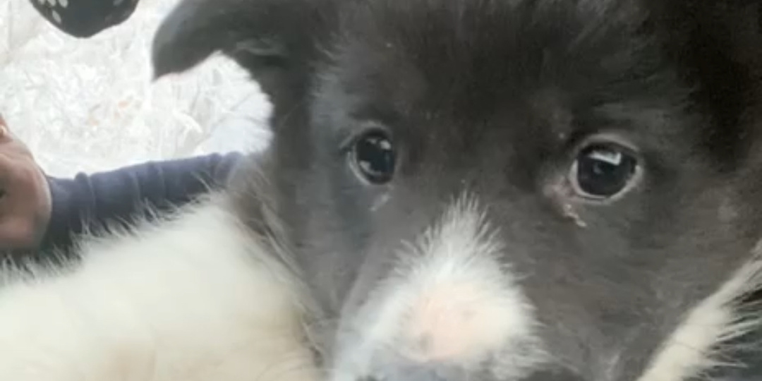 Мама передумала и теперь выброшенная на улицу в мороз малышка осталась никому ненужной