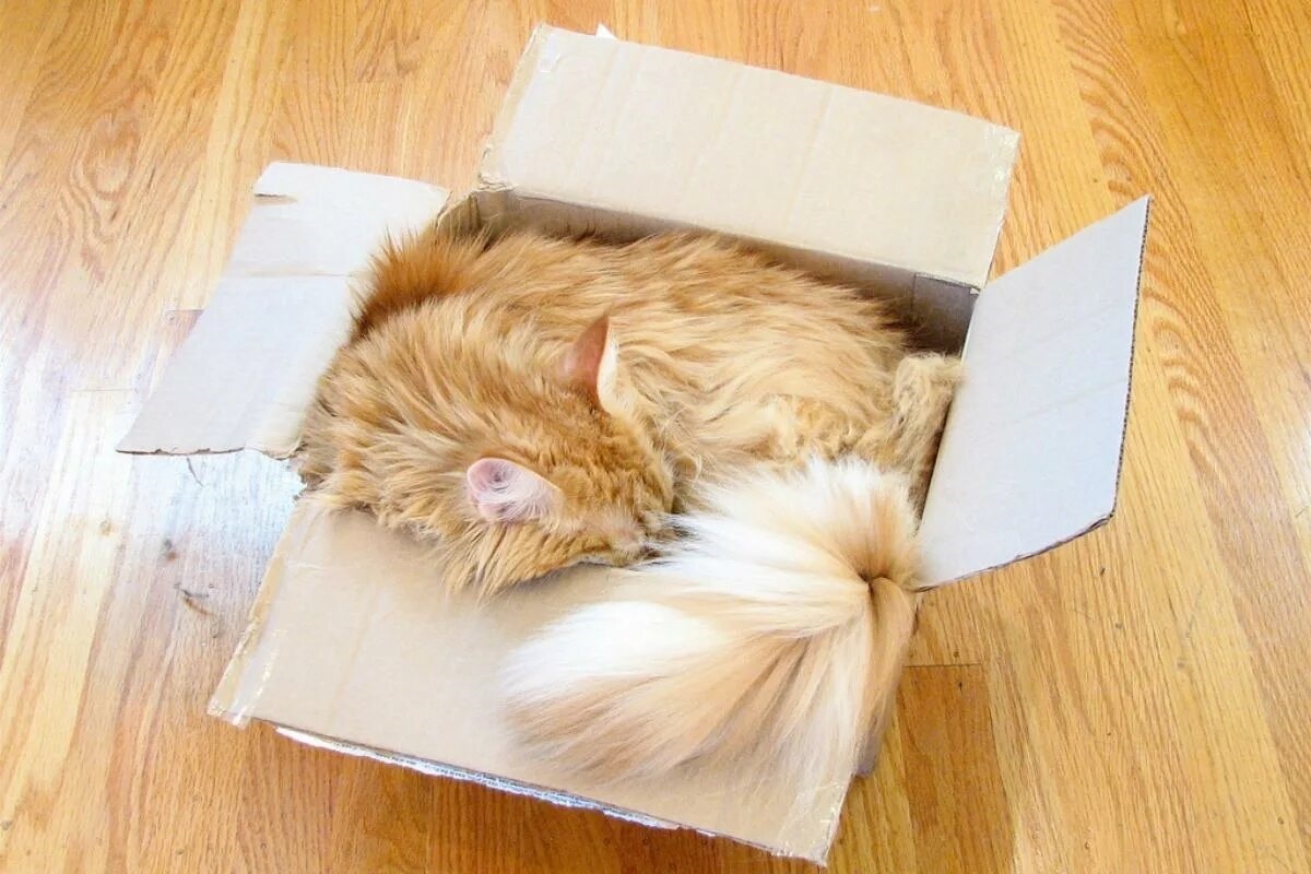 Фото с сайта: https://www.animalwised.com/why-are-cats-obsessed-with-boxes-5220.html