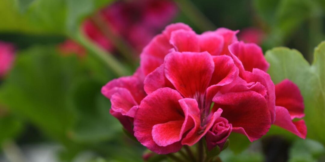 Январская подкормка стимулирует закладку бутонов у герани