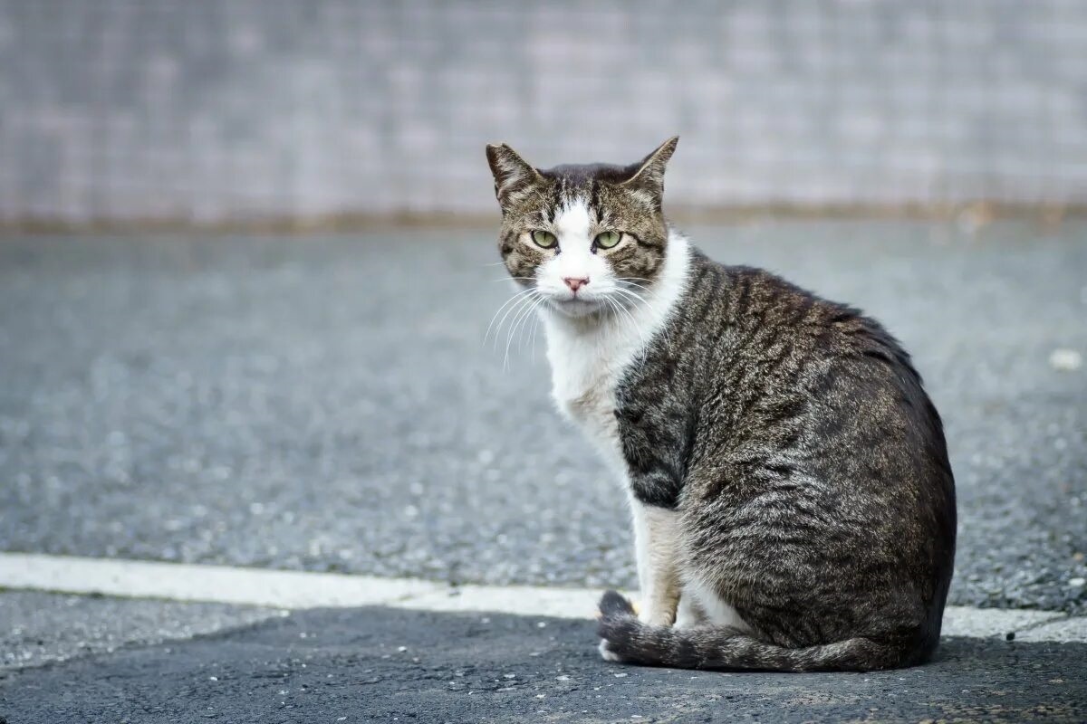 Фото с сайта: https://vetgon.ru/koshki/c01364