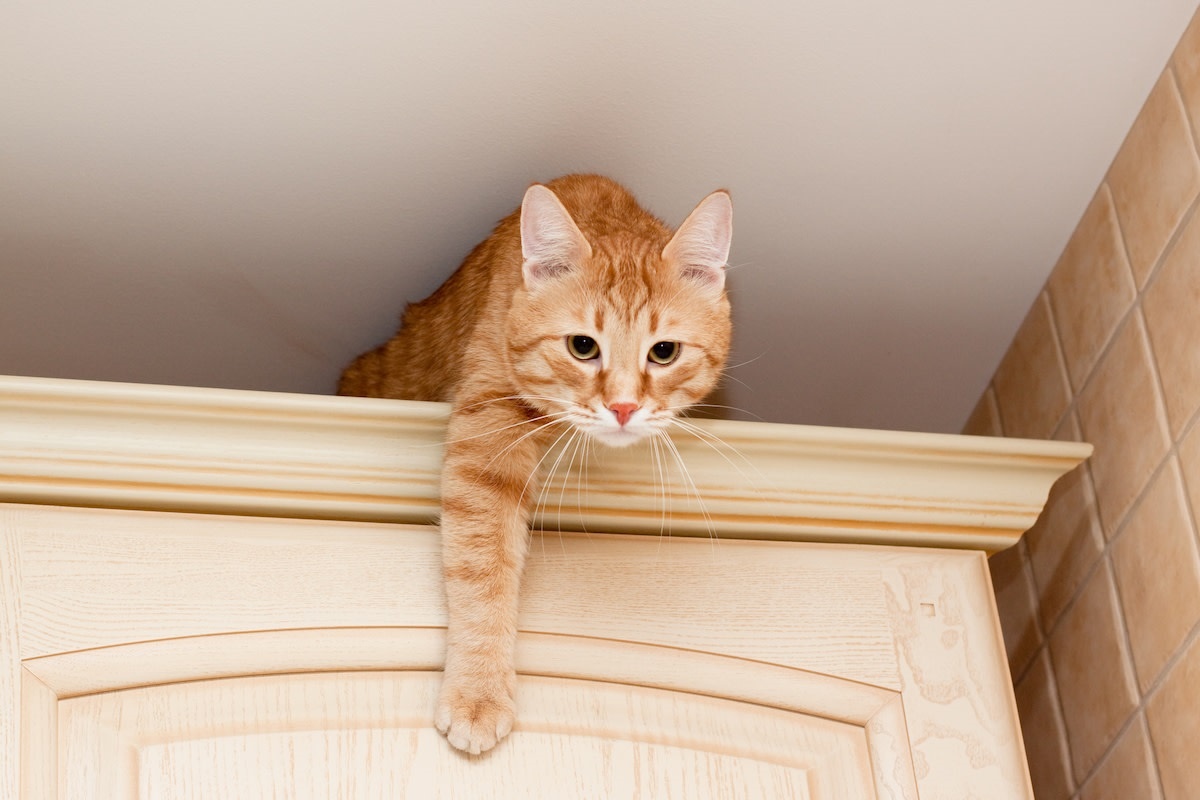 Фото с сайта: https://www.yahoo.com/lifestyle/orange-cat-determined-hunt-bug-180953206.html