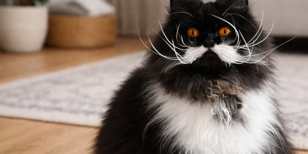 Кошачьи усы больше не выкидываю, а наоборот пристально ищу и собираю. Рассказываю зачем котикам усы и что с ними можно сделать