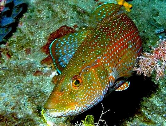 Петропсаро.