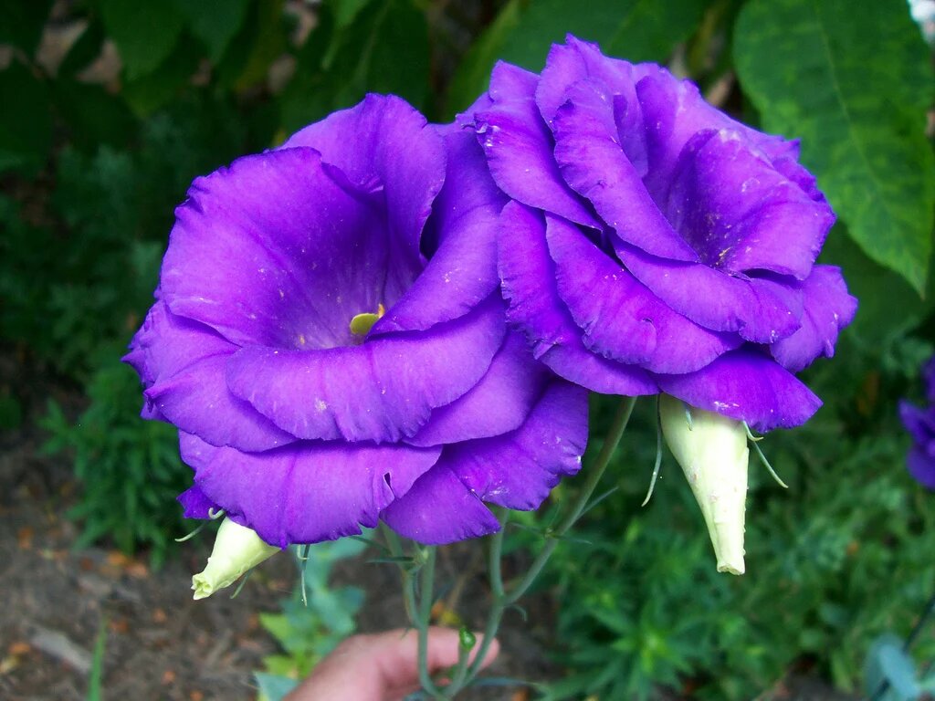 Моя эустома. Вдали от города