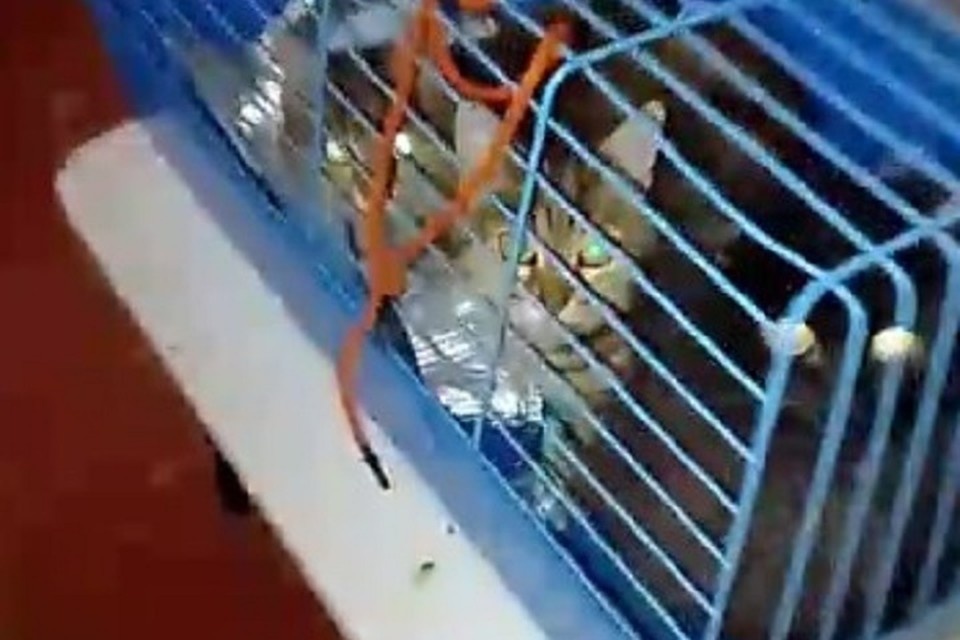    Екатеринбурженка подселила в квартиру 18 кошек. Фото: скриншот видео