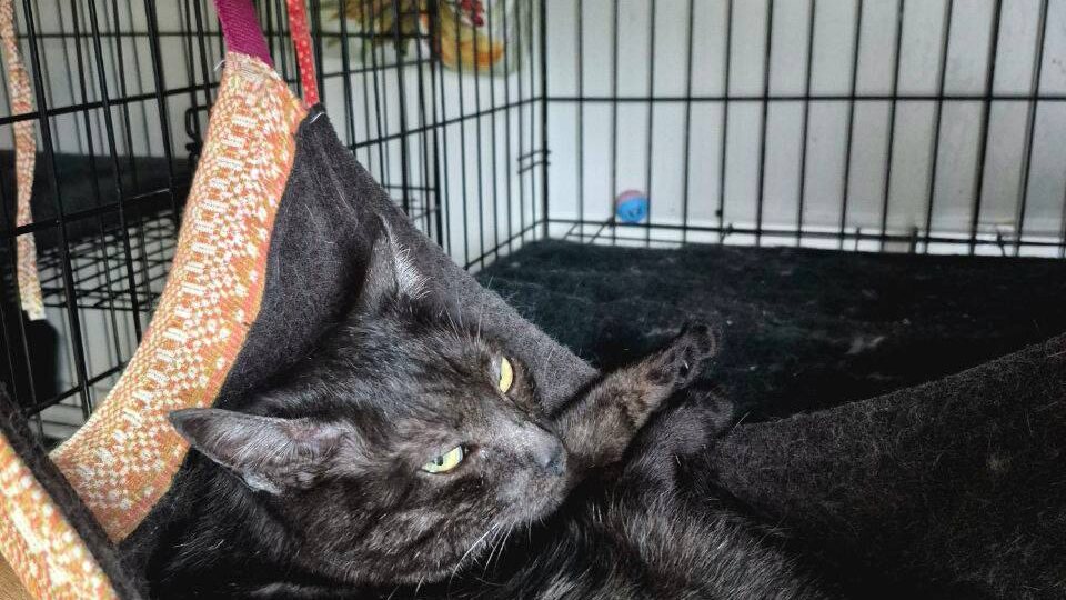 Ищет дом кошка Черника, ~ 1год, стерилизована