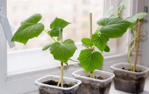     Март айында ҡыяр ашарға теләһәң...