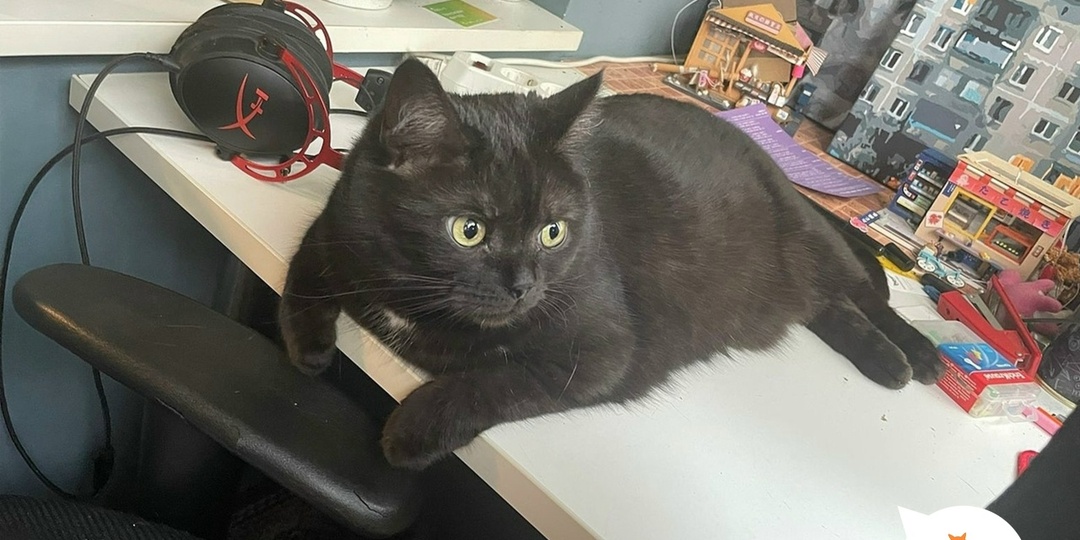 Кошачье счастье Кимберли