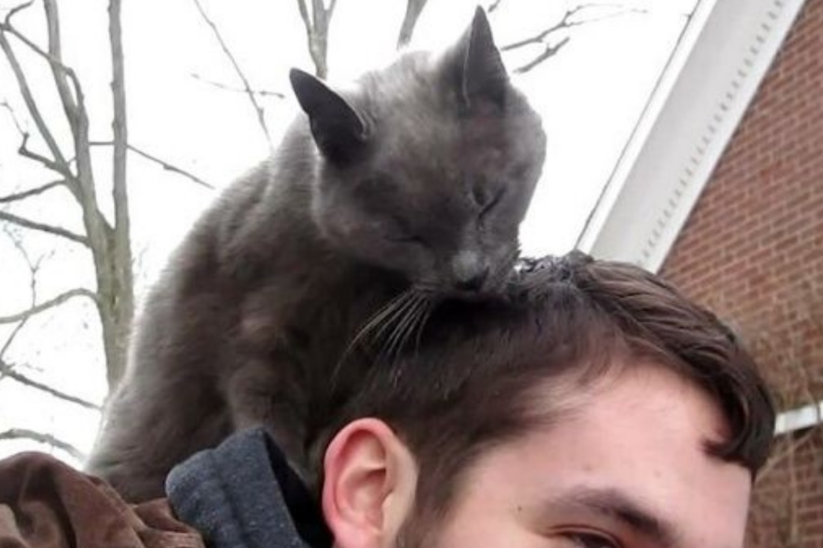 Фото с сайта: https://flectone.ru/koshka-zaliziyvaet-ranu.html