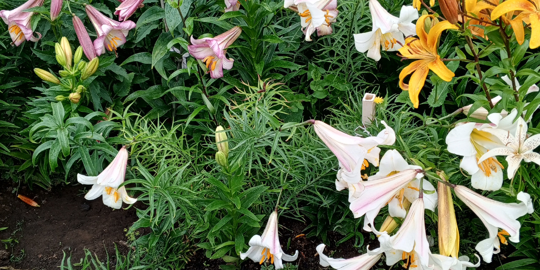 Размножение лилий .