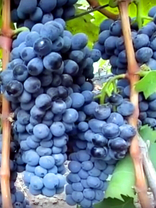 Ливадийский черный