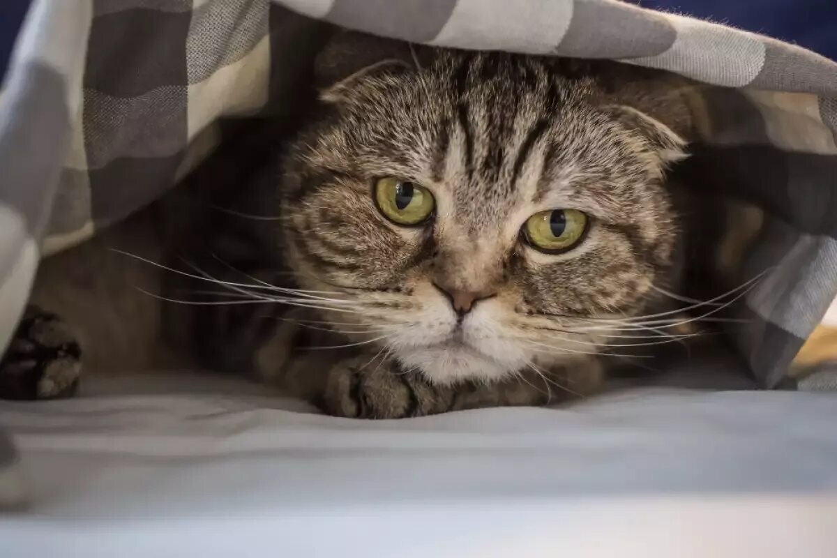 Фото с сайта: https://ezine.bg/n-104748-Как_да_въведем_новата_котка_в_дома