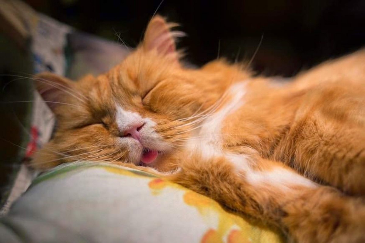 Фото с сайта: https://flectone.ru/krasivo-pospat.html