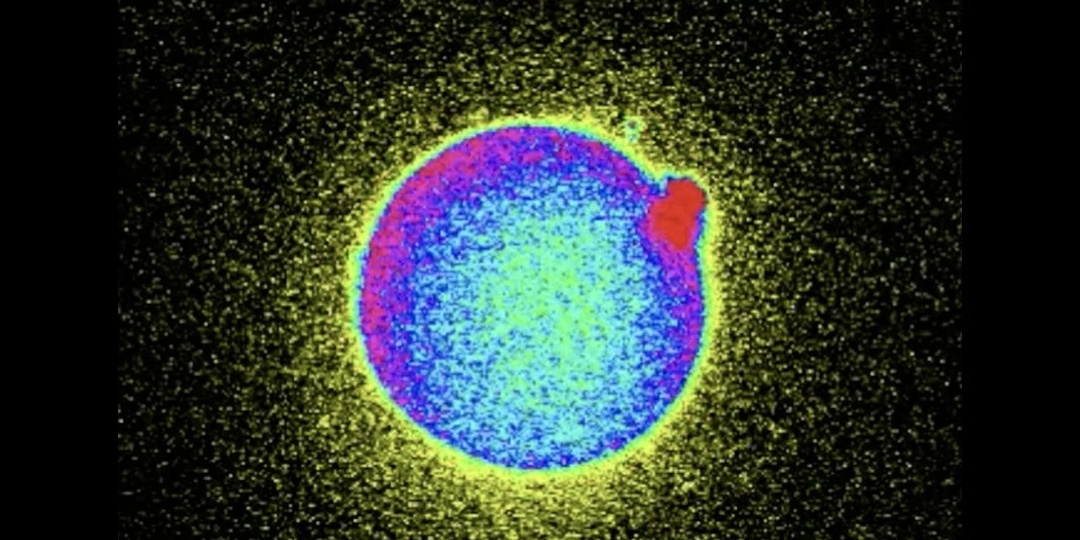 Момент, который никто не видел раньше: как ученые впервые сняли оплодотворение под микроскопом