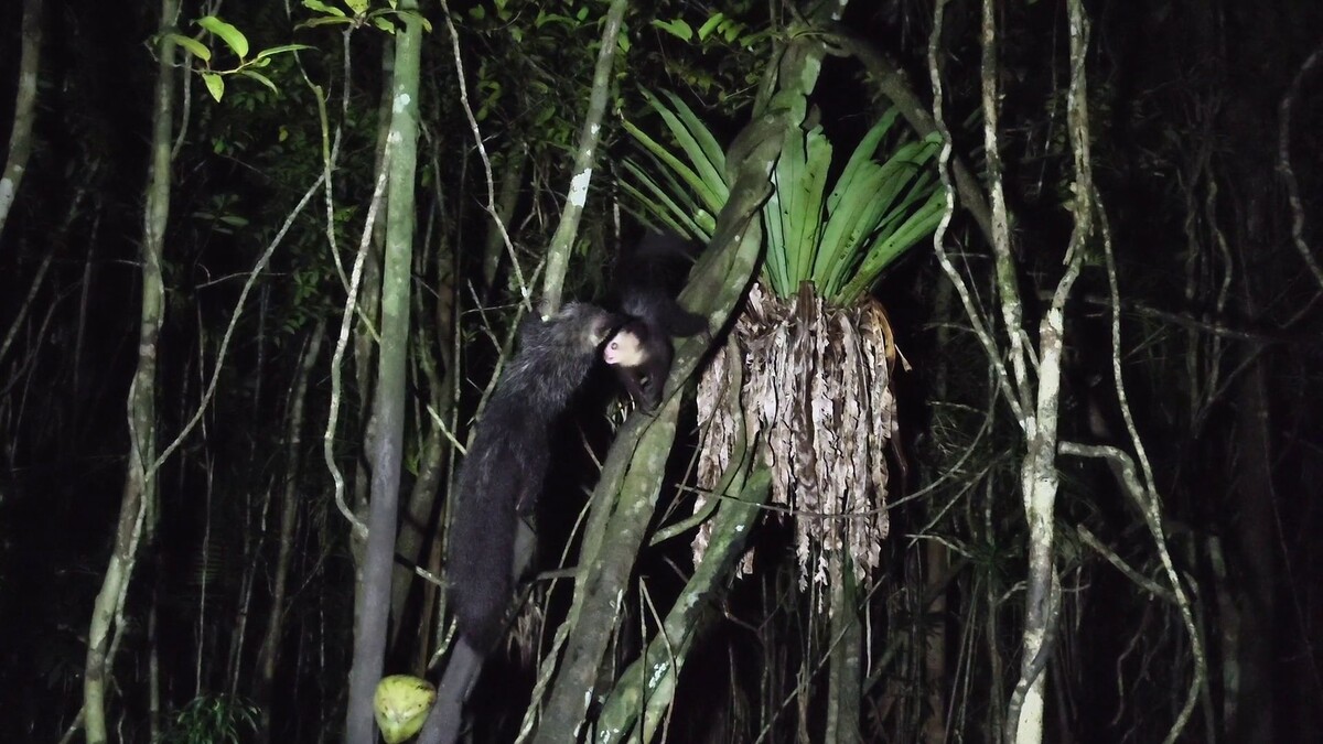 Пара особей. Скорее всего мать и дитя